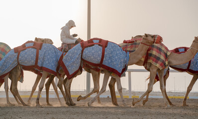 Jockeys taking the camels for walk in the race tracks. Camel Race