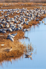 Swimming Greylag goose and a flock with Cranes at a beach