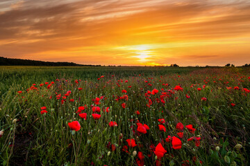 Fototapeta na wymiar Field with flowering poppies at sunset. Beautiful summer landscape