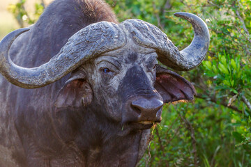 African buffalo in the bush