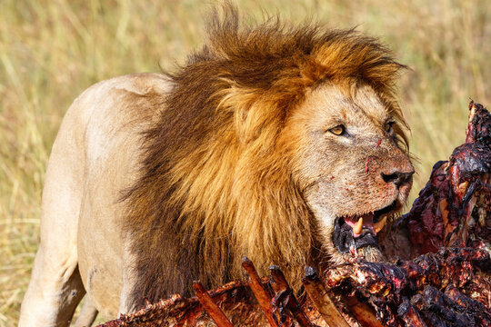 Male Lion At A Kill On The African Savanna