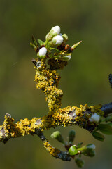 Knospen an einem Zweig mit Flechten eines Obstbaumes im Frühling