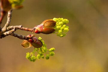 Makro / Detail: Frische sich öffnende Knospen und Triebe an einem Baum im Frühling - freigestellt vor einem natürlichen Hintergrund