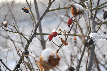 Frozen Winter Organic Plants. Red Fruit and branches in ice. Creative Winter colorful composition.