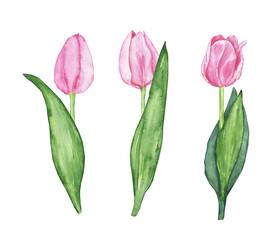 Illustration of Pink Tulip isolated on white background. Watercolor hand painting set. Perfect for greeting or wedding card, blog design, spring cover.