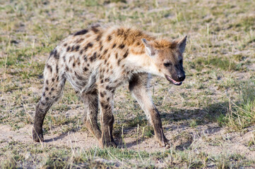 Short portrait of a spotted hyena (Crocuta crocuta)