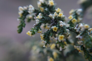 close up of willow