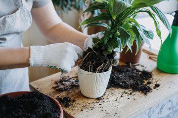 Spring Houseplant Care, Waking Up Indoor Plants for Spring. Woman is transplanting plant into new...