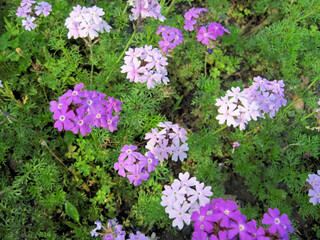 Obraz premium light purple verbena flowers