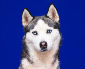 husky breed dog on a blue studio background