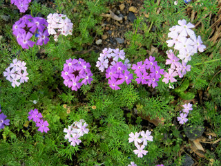 Obraz premium light purple verbena flowers