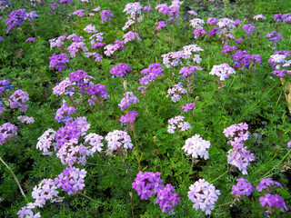 Fototapeta premium light purple verbena flowers