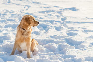 Lovely golden retriever playful in the snow at evening in the park.