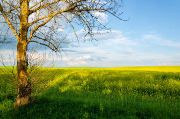 rapeseed field and tree on the background of the sky with clouds