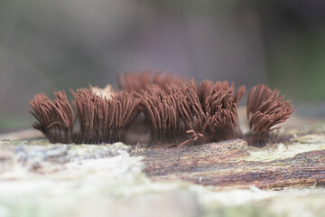 Fototapeta na wymiar Stemonitis axifera, known as the chocolate tube slime mold or mould