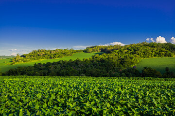 Fototapeta na wymiar soy plantation. agriculture and development