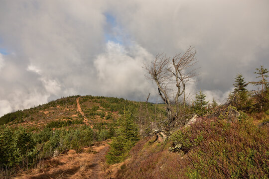Der Schaden durch Sturm Lothar im Schwarzwald
