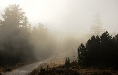 A hiking trail in the thick autumn fog of the Black Forest