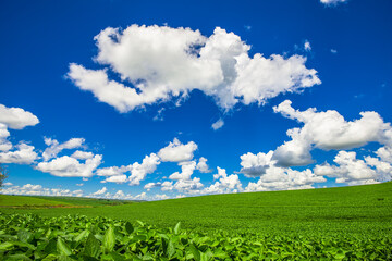 soy plantation. agriculture and development