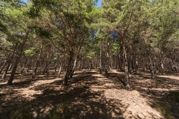 Fototapeta na wymiar pine forest in Sierra Nevada