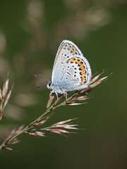 Fototapeta na wymiar Plebejus argus, known as Silver-studded Blue, butterfly from Finland