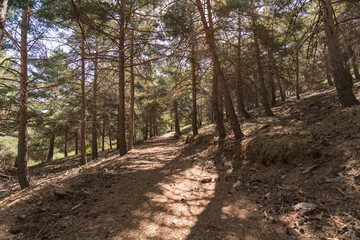 Fototapeta na wymiar pine forest in Sierra Nevada
