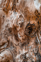 Zbliżenie na pień drewna, konar., naturalne tło, piękna tekstura z wieloma szczegółami.