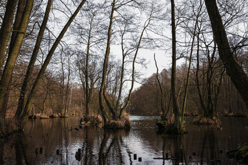 reflection of trees in the river