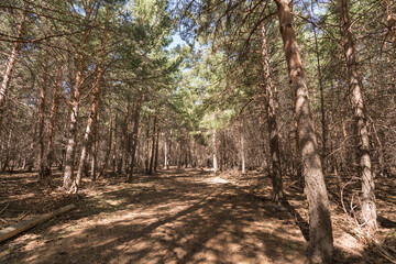 Obraz premium pine forest in Sierra Nevada