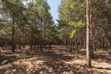 pine forest in Sierra Nevada