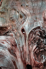 Zbliżenie na pień drewna, konar., naturalne tło, piękna tekstura z wieloma szczegółami. - obrazy, fototapety, plakaty