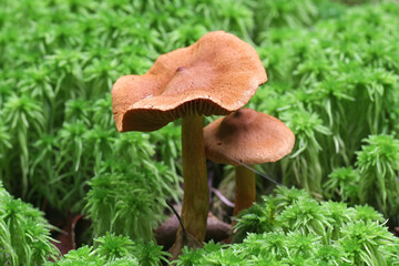 Cortinarius rubellus, known as the deadly webcap, wild poisonous mushroom from Finland
