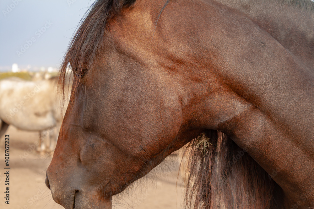 Wall mural head of red horse close up