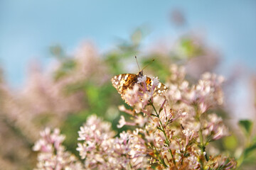 Butterfly sits on branch of  white lilac. Bottom view