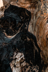 Zbliżenie na pień drewna, konar., naturalne tło, piękna tekstura z wieloma szczegółami.