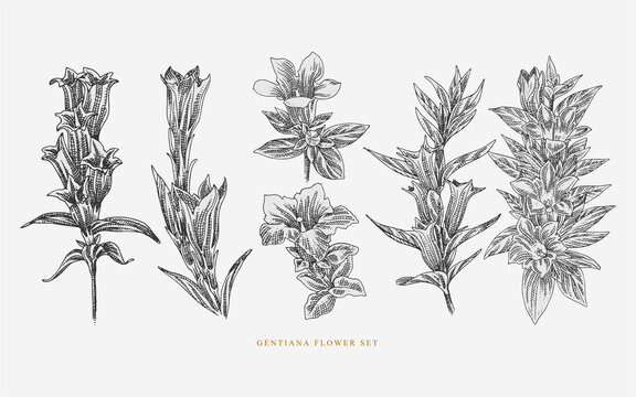 Gentiana Flower Line art Illustration set