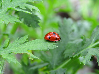 ladybug on leaf