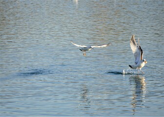 Fototapeta na wymiar Seagull fly beyond the lake