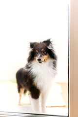 Obraz premium Dog outside the window, pet, black, sheltie puppy, animal and human