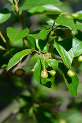 Peking cotoneaster