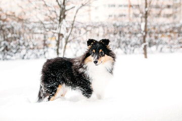Sheltie puppy dog walks outside in winter, white snow and rocks, sunlight, communication with a pet