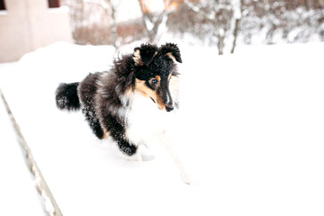 Fototapeta premium Sheltie puppy dog walks outside in winter, white snow and rocks, sunlight, communication with a pet