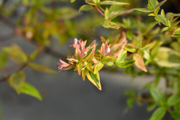 Abelia Kaleidoscope