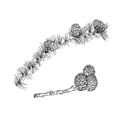Vector illustration of black line hand drawn larch branches with cones isolated on white background