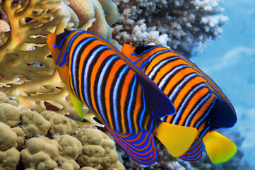 Regal angelfish swimming over a coral reef in the Red Sea