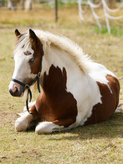 Cute Tradional Pony Foal