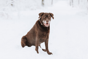 Brauner Labrador im Winter im Schnee