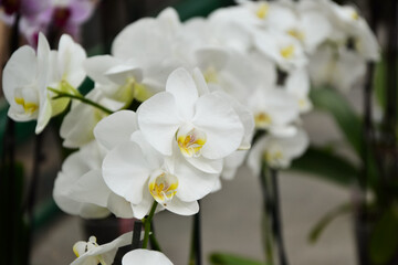 Obraz premium Orchid flowers. Phalaenopsis orchid blossom. Beautiful fresh flowers. Tropical nature. House plant. Nature wallpaper.