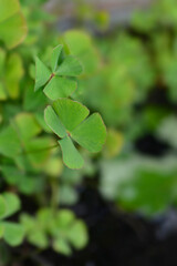 Fototapeta na wymiar Four leaf pepperwort