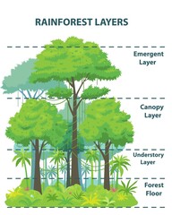 Rainforest layers educational banner or poster. Jungle vertical structure educational scheme. Emergent, canopy, understory and floor levels. Flat vector illustration - obrazy, fototapety, plakaty